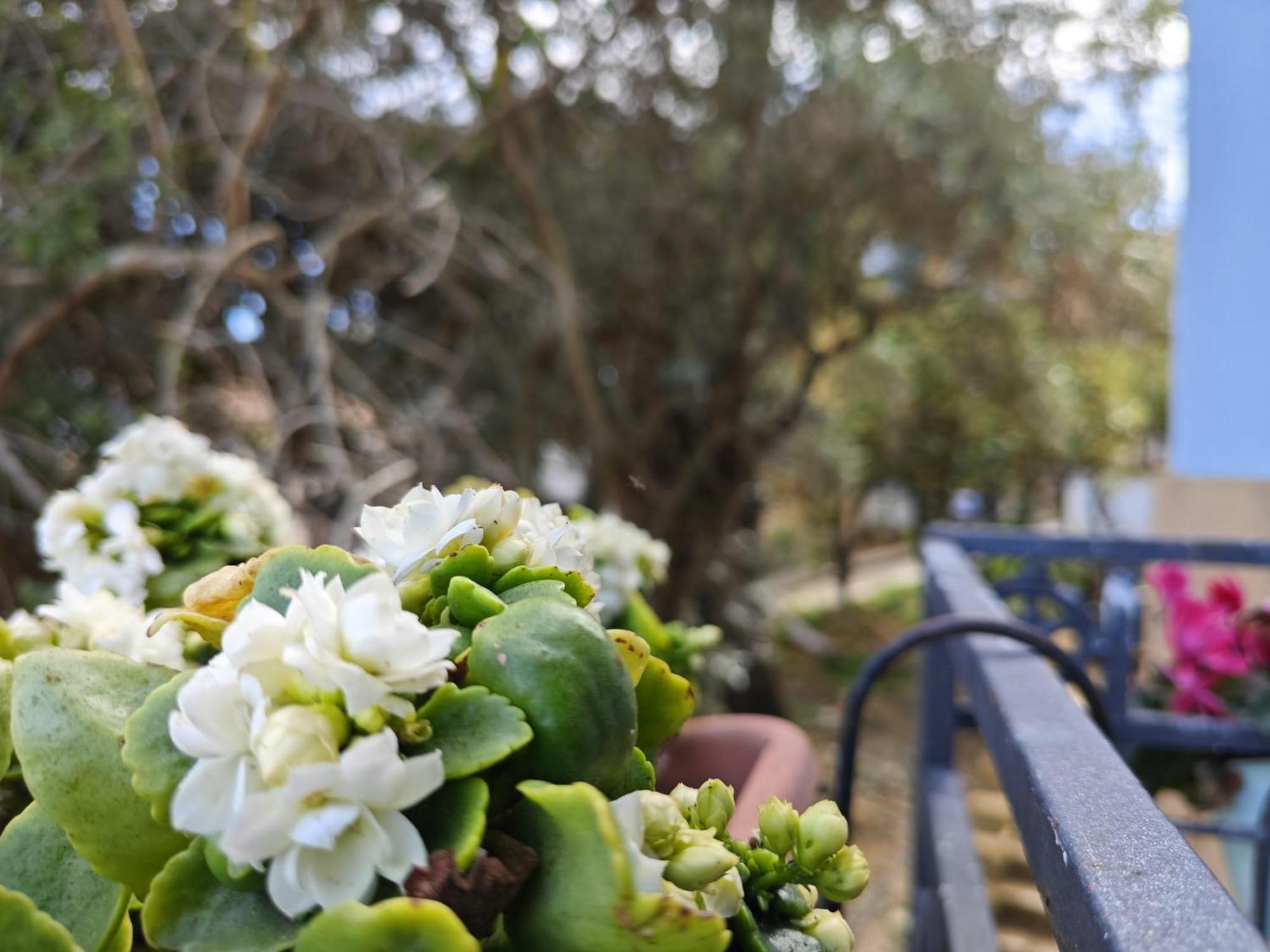 Villa Amoroso - Ospitalita Mediterranea Agrigento Eksteriør billede
