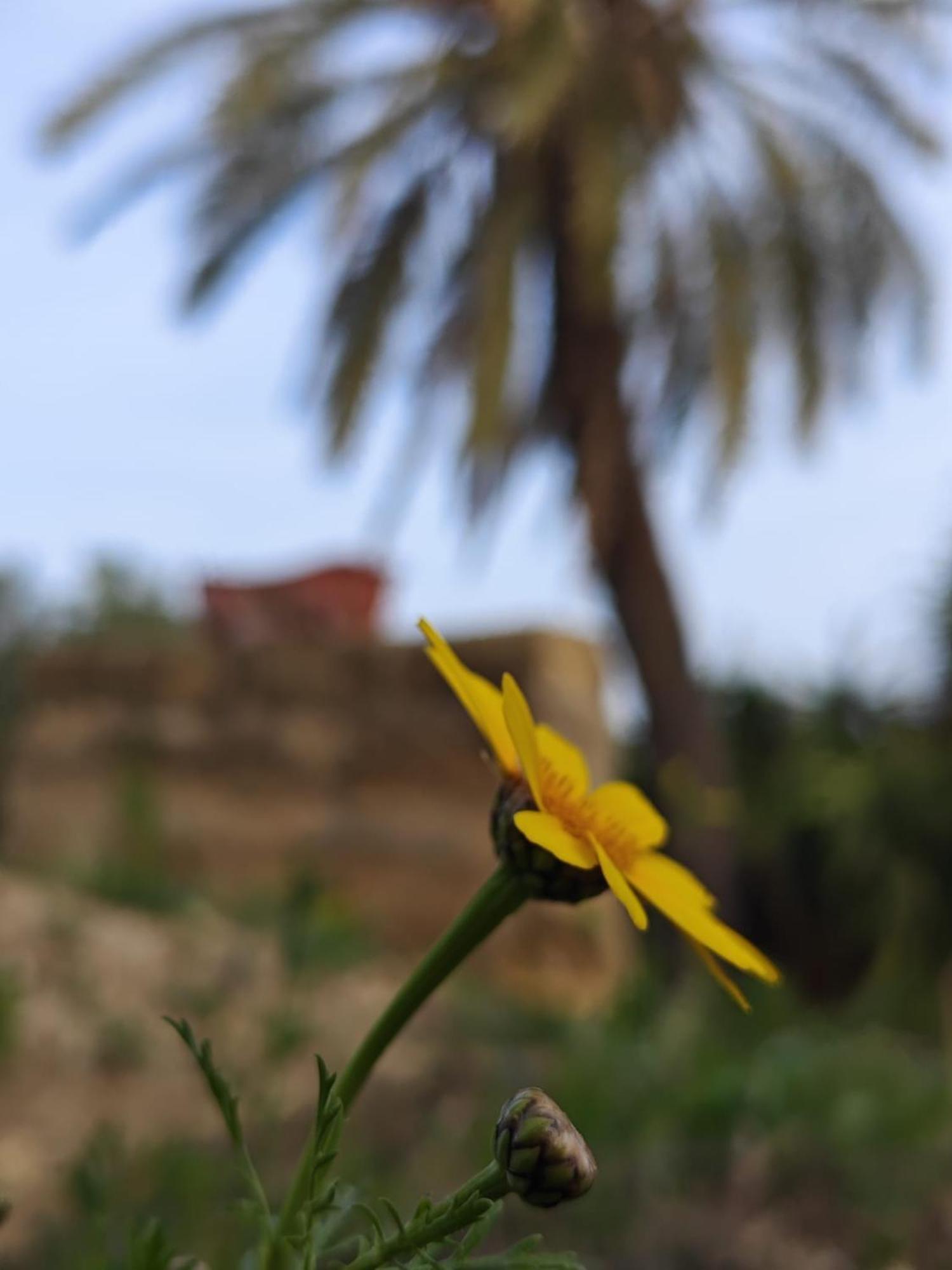 Villa Amoroso - Ospitalita Mediterranea Agrigento Eksteriør billede