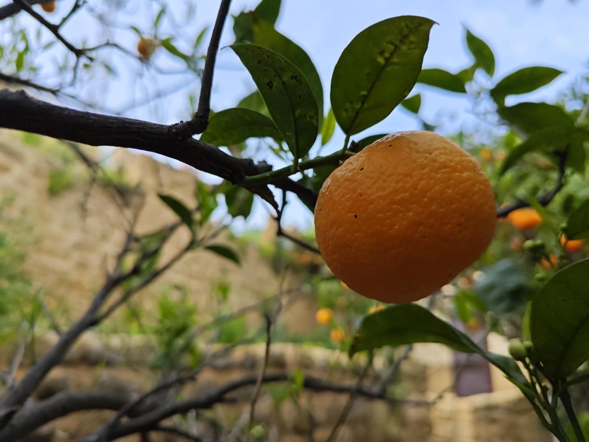 Villa Amoroso - Ospitalita Mediterranea Agrigento Eksteriør billede