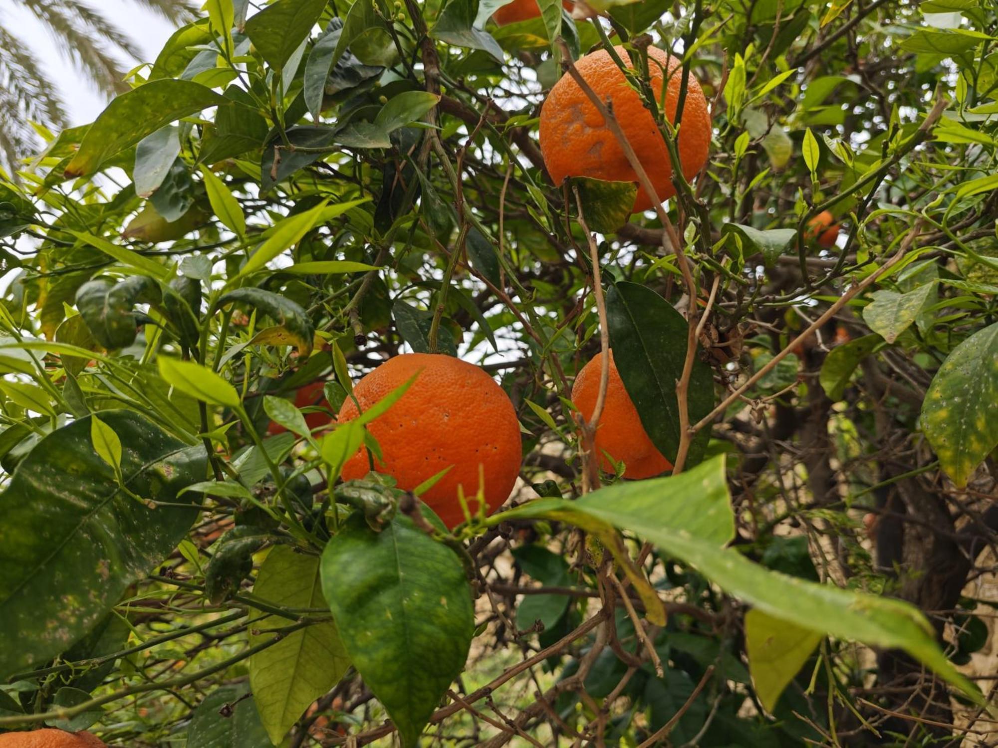 Villa Amoroso - Ospitalita Mediterranea Agrigento Eksteriør billede