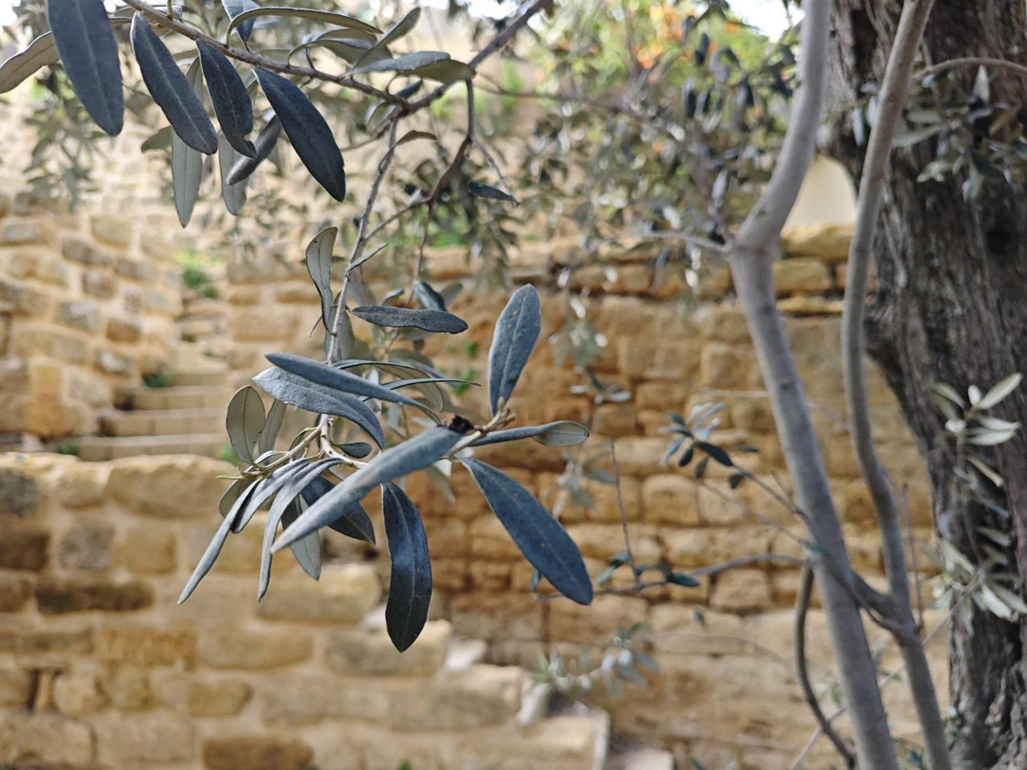 Villa Amoroso - Ospitalita Mediterranea Agrigento Eksteriør billede